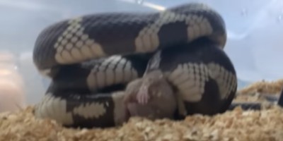 Reno snake